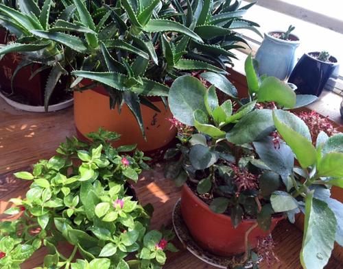 养花防治蚧壳虫，不用药该怎么办？这样干，轻松“断根”