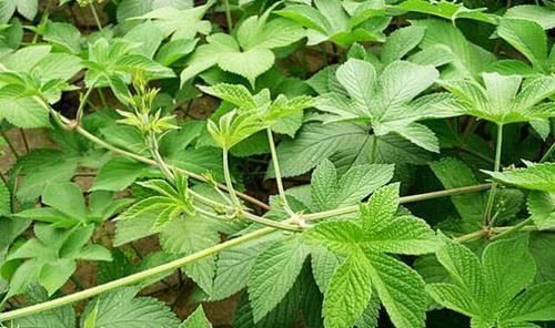 皮肤瘙痒|农村常见的一种野草,是“皮肤瘙痒”的克星,一涂很快就见效