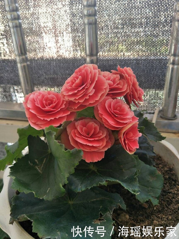 漂亮|像玫瑰花一样漂亮,全年开花不停,这种盆栽观赏植物,你值得拥有