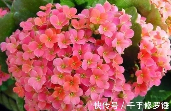 冬月大雪后,养什么花?以下3种花,寓意幸福安康快乐无疆