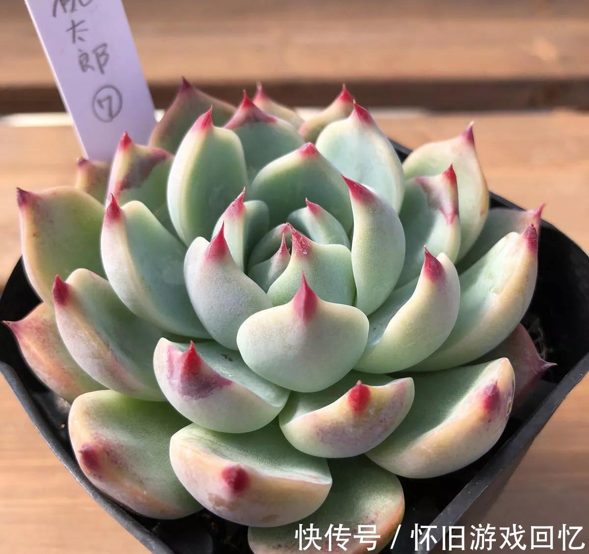 多肉中的美仙子,凭实力排在首榜,不养它是你的损失