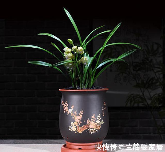 掌握室内养兰“6要素”,再难养的兰花也不烂根,长势好年年开花