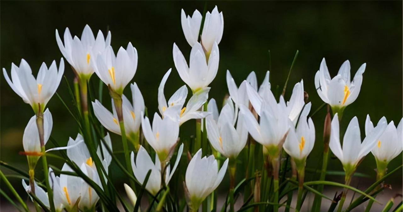 这4种花便宜又好看,放养也能存活好,非常适合新手和忙碌的花友