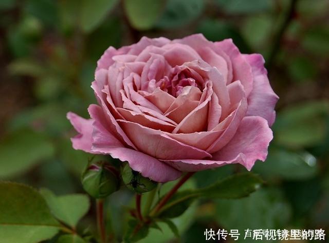 20款紫色月季品种。浓香、抗病非常好养,天然紫色唯美盛开