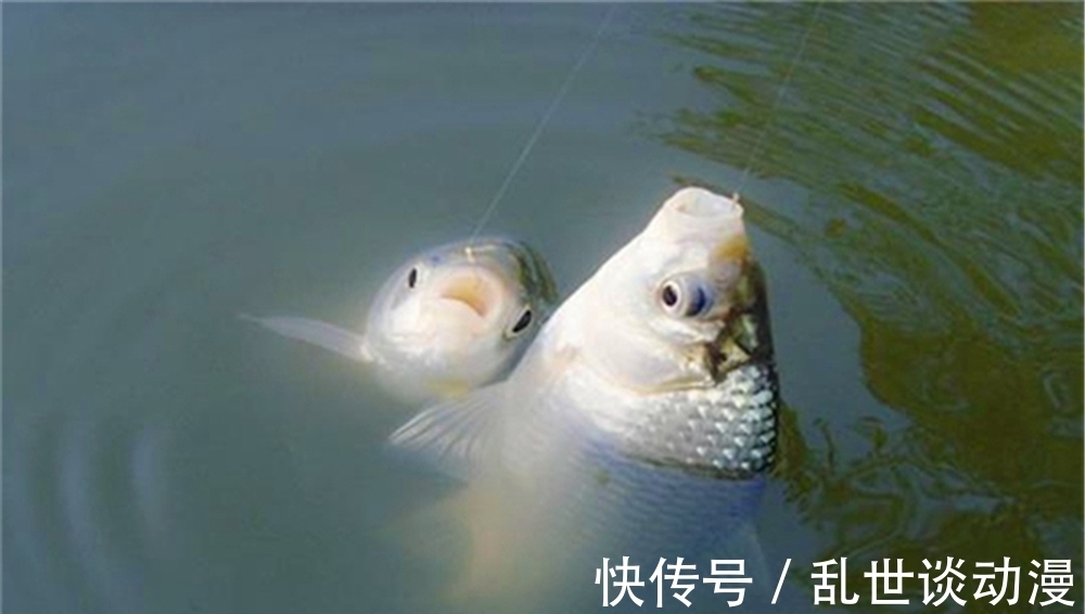 初冬钓鲫鱼，气温变低鱼口变轻，有3大法宝放大漂相，提升中鱼率