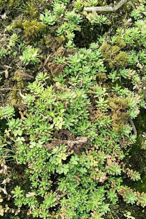 农村“穷养”多肉,一养一个大老桩,群生养爆盆