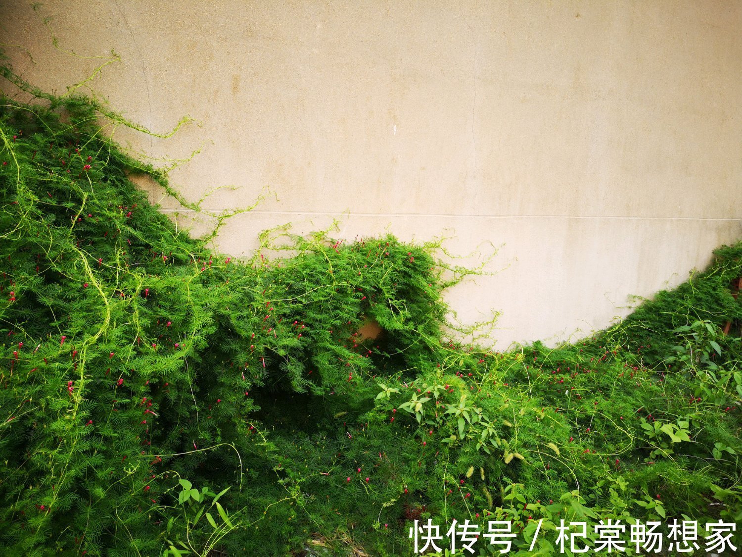 从来不管就能泛滥成灾的一年生植物,随便养就能爬满墙,开花还美
