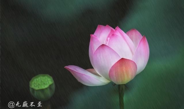 老年|青白江的夏雨荷——夏至错失日环食，怡湖园中观芙蕖