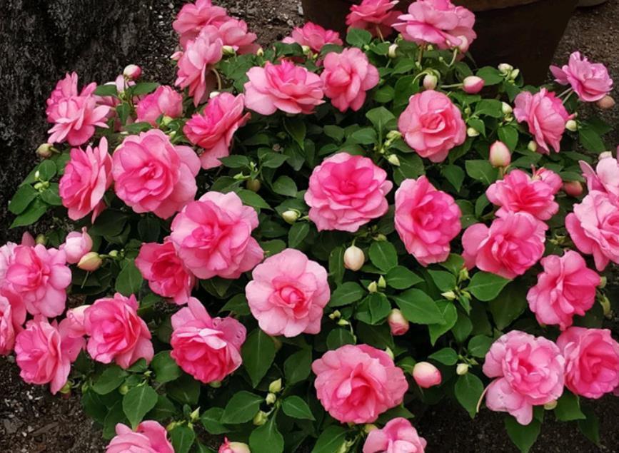 丝绒感|懒人最适合养“4种花”,枝叶茂盛,四季开花,阳台变“花海”!