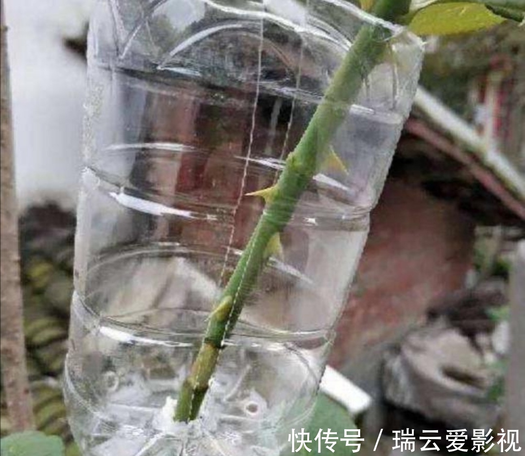 月季别再扦插了,用另1种方法繁殖,更容易成活