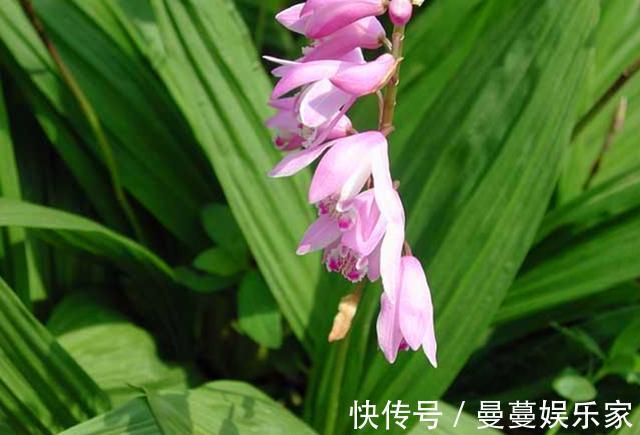 农村这种野生植物叫“白芨”，对于烫伤有好用，遇见请多加珍惜