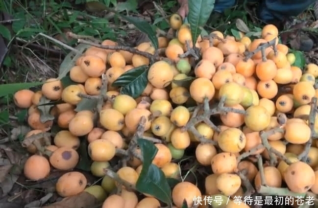 大树|小伙冒险爬上高高的大树，只为了摘一种金黄色的果子，大伙都吃过