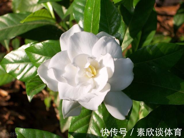 年宵花|如果不是万不得已,这3种花年后再买,省钱又好养