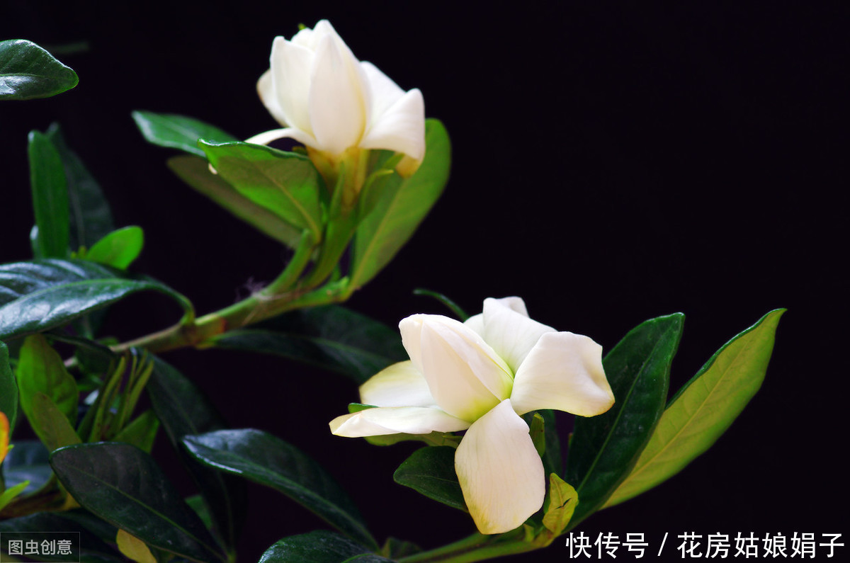 修剪|茉莉花、栀子花开了一茬又一茬,原因这么简单,一步就能做到