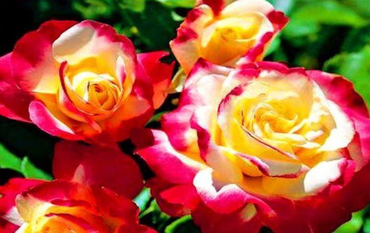 漂亮|4种花养了就爆盆,好养易活开花漂亮,对待新手很友好