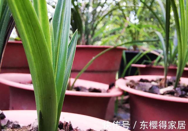 兰花茎腐病|兰花茎腐病和软腐病发生后,出现这种现象,就可以处理花盆了