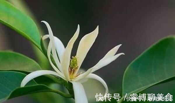 施肥|这花比茉莉还好闻,家里养一盆,花一开就是大半年!