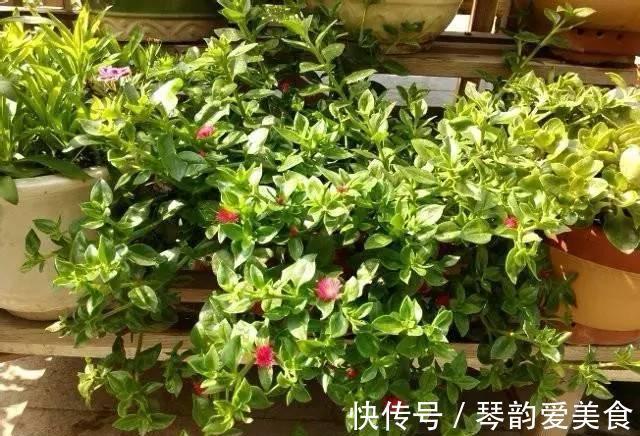 立秋后，建议扦插6种花，温度适宜“利于”生根，成活率高