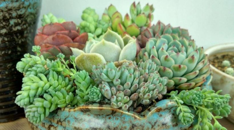 遵循这3大规则,冬天养多肉,家庭盆栽才不会出问题