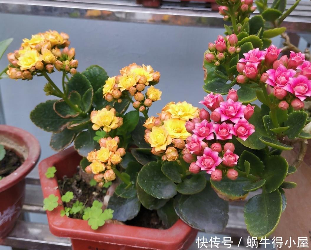 家里养8种耐旱花，不用经常去浇水，也能开花满盆