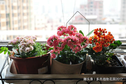 植株|养花六要素，养花入门必备知识点