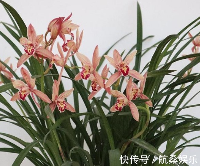 红珊瑚|盆栽养花选这种，漂亮又好养，花大香浓，多季开花，还可做盆景