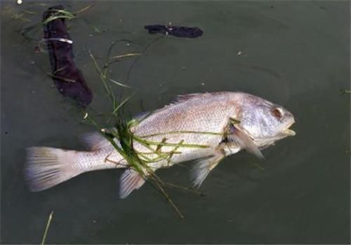 寄生虫|3种“最脏”的鱼,寄生虫超多,很多人不知,还经常买来吃