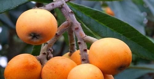 对身体很好的3种食物，补益气血、滋养肌肤，好吃也不贵！