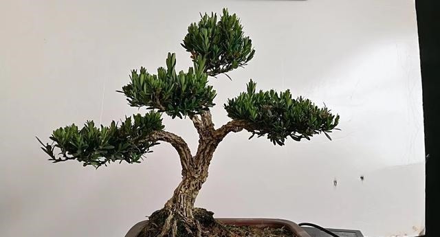 不管家中再小，一定要摆放上一盆“木中君子”