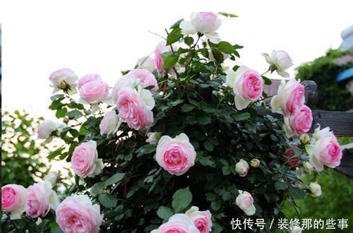 月季花爆花真简单,掌握一个方法,猛长笋芽省心有效!