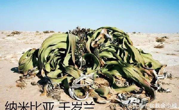 纳米比亚|虎尾兰原来有这么多的学问,以前都白养了