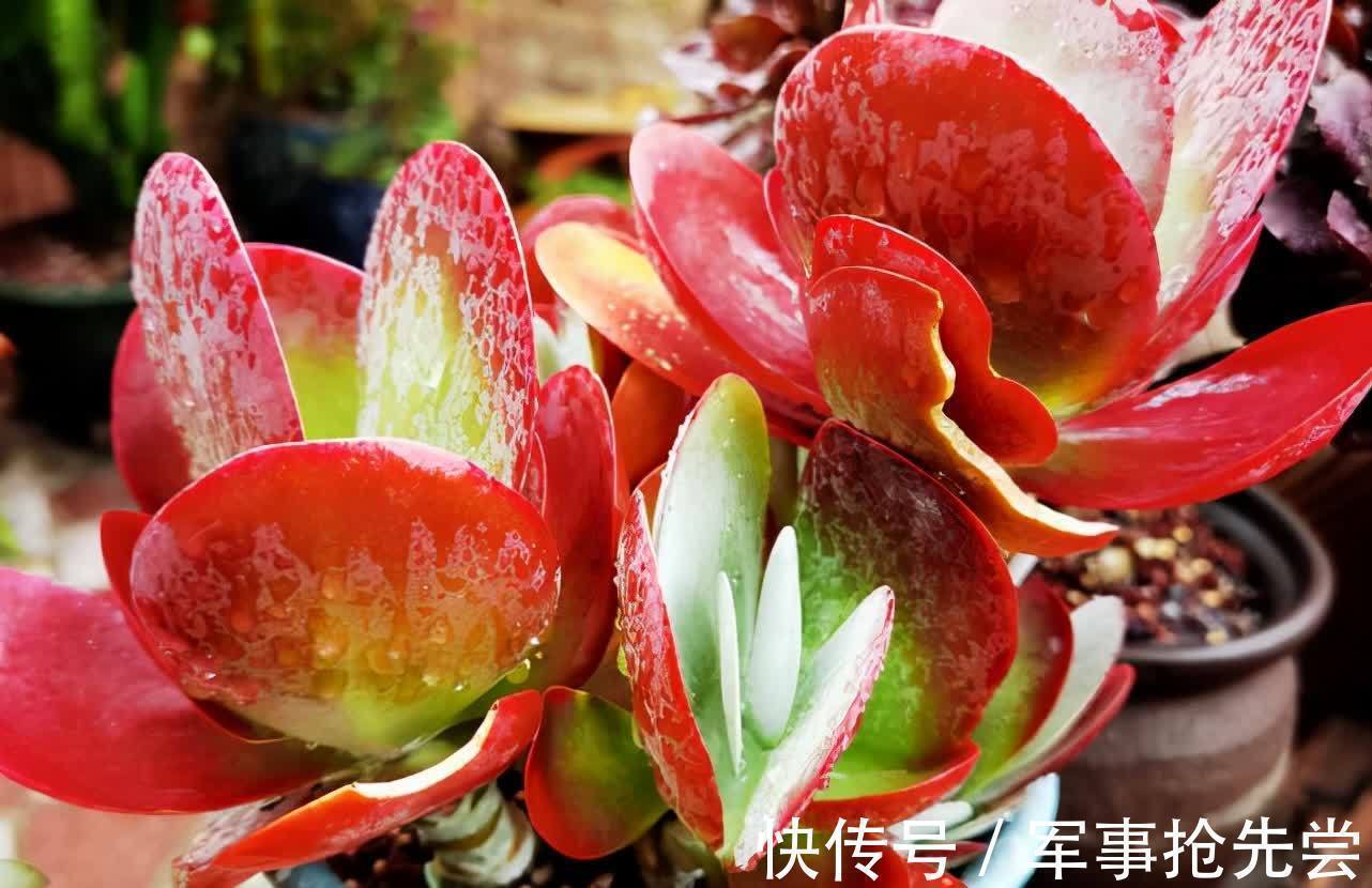 秋冬|他养多肉10多年,总结出9个易出“高价老桩”的品种,适合新手