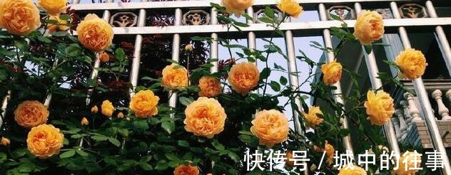 吴大爷养“月季”,三月喂点“零食”,花朵嗖嗖冒,1年开不停!