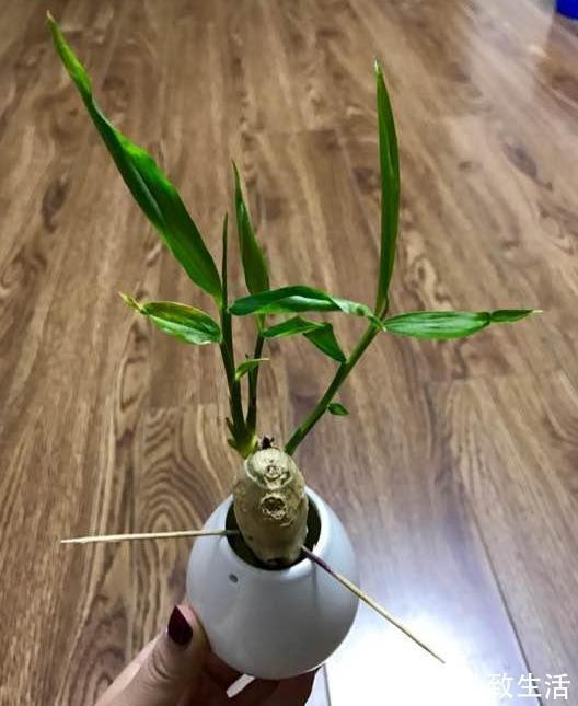 用塑料瓶、油桶做容器种植生姜，牢记处理要诀，食用、赏花不愁