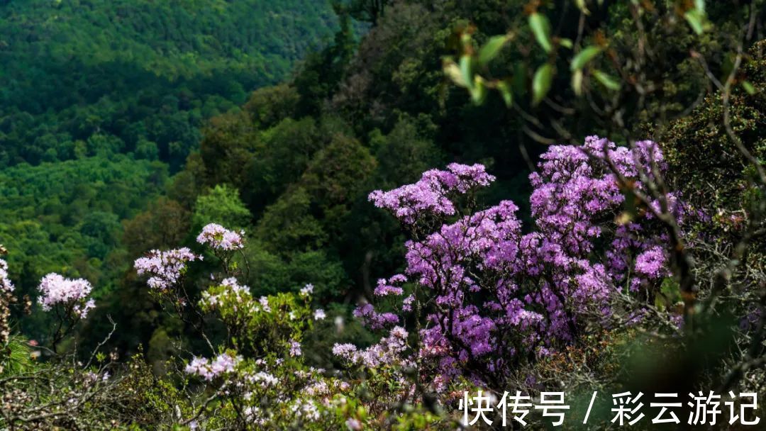 大理|7月大理鸡足山杜鹃花正开放，山花映古寺，鸡足山原来那么美！