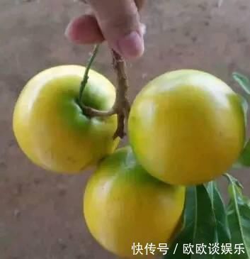 營養成分|養生顯著的好食物，不可錯過，令人肌膚紅潤，容光煥發，越吃越好