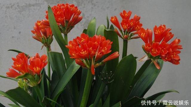 肥料|君子兰用点鸡蛋壳,能养根,能促花,但是要用对方法