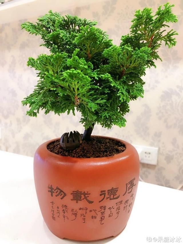 花盆里|农村不起眼的树,挖一棵做盆景,比买得还要好看