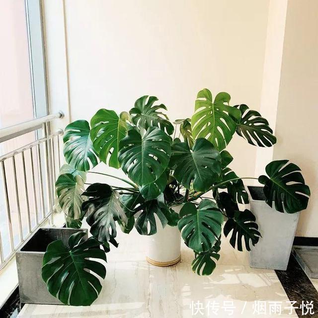 养了3年的龟背竹,冬天也给“浇点肥”,蹭蹭冒出4片新叶子