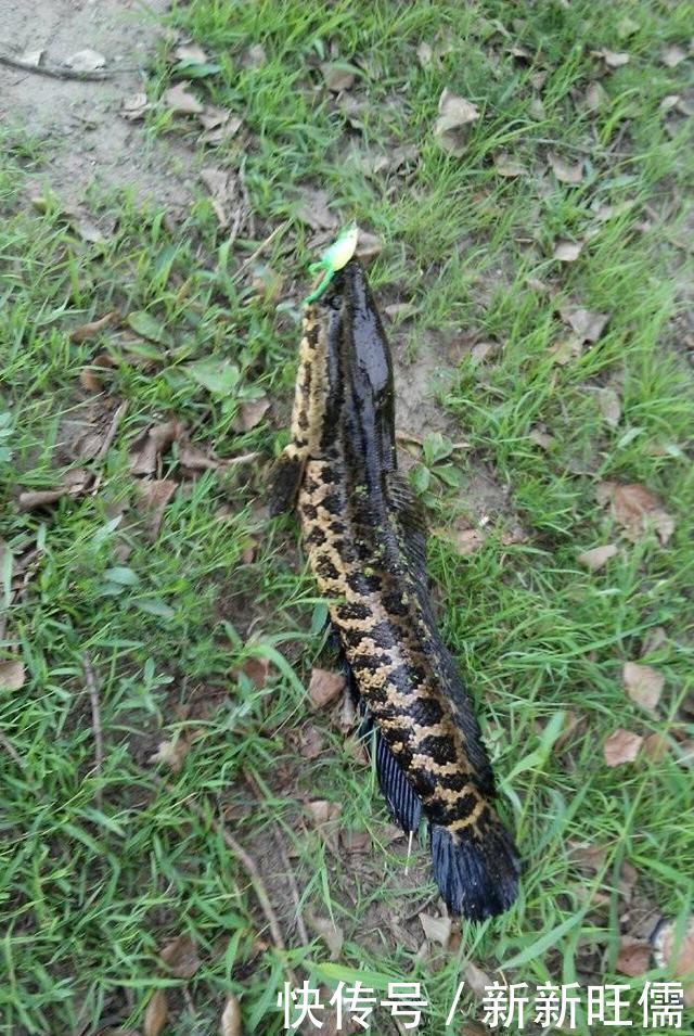 雷强|夏季黑鱼多且好钓，手竿以及传统钓攻略分享，看到就跑不掉