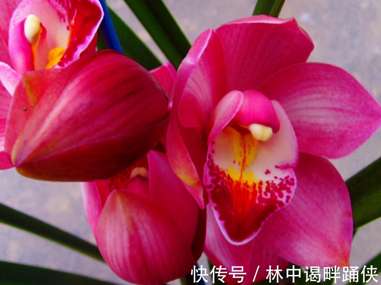 此兰花是一款“开花机器”，花大色艳香味浓，开花一茬接一茬