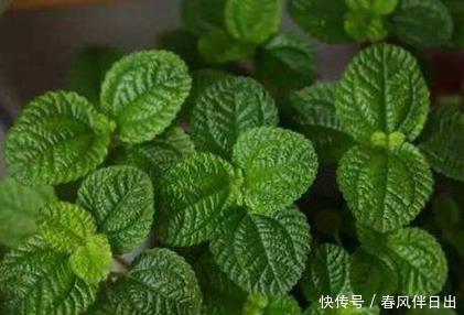 二手烟|这三种绿植堪称二手烟的天敌,居家养一盆,空气清新健康无忧