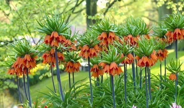 栽种的深度|栽种鳞茎花卉常见的5个问题,南北栽种风信子、郁金香有啥不同