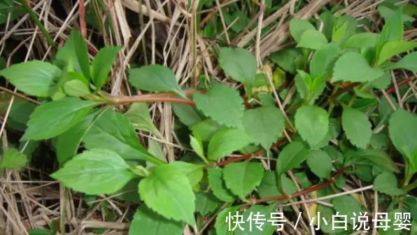 外痔|痔疮还真是“屁”大点事儿,几把野菜叶子就能解决它!