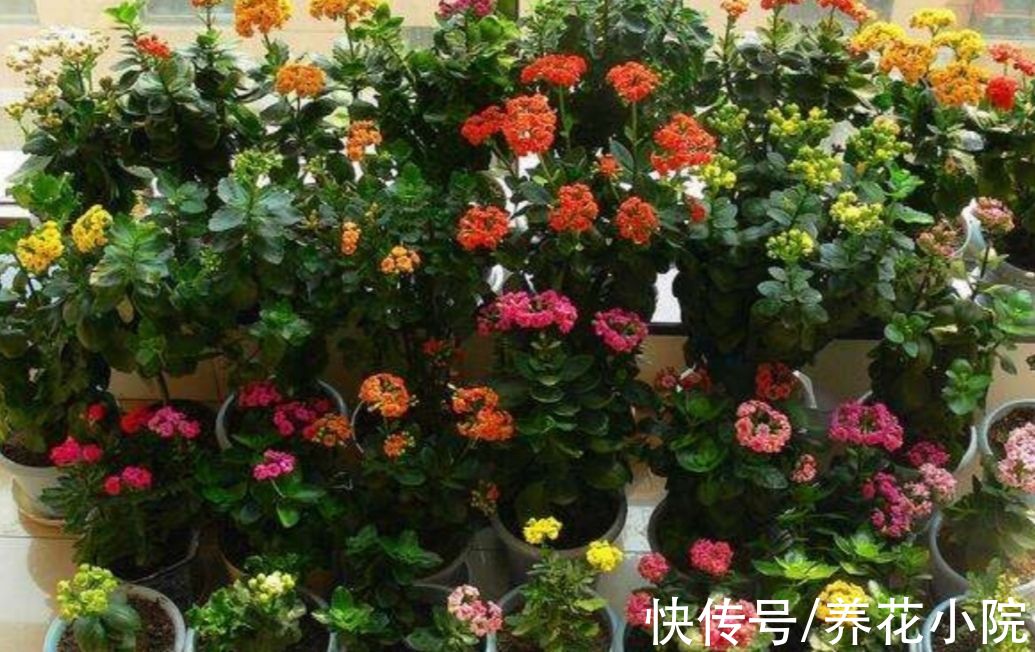 花芽|马上到10月，3种花该给它补肥，好让它分化花芽，多长花苞