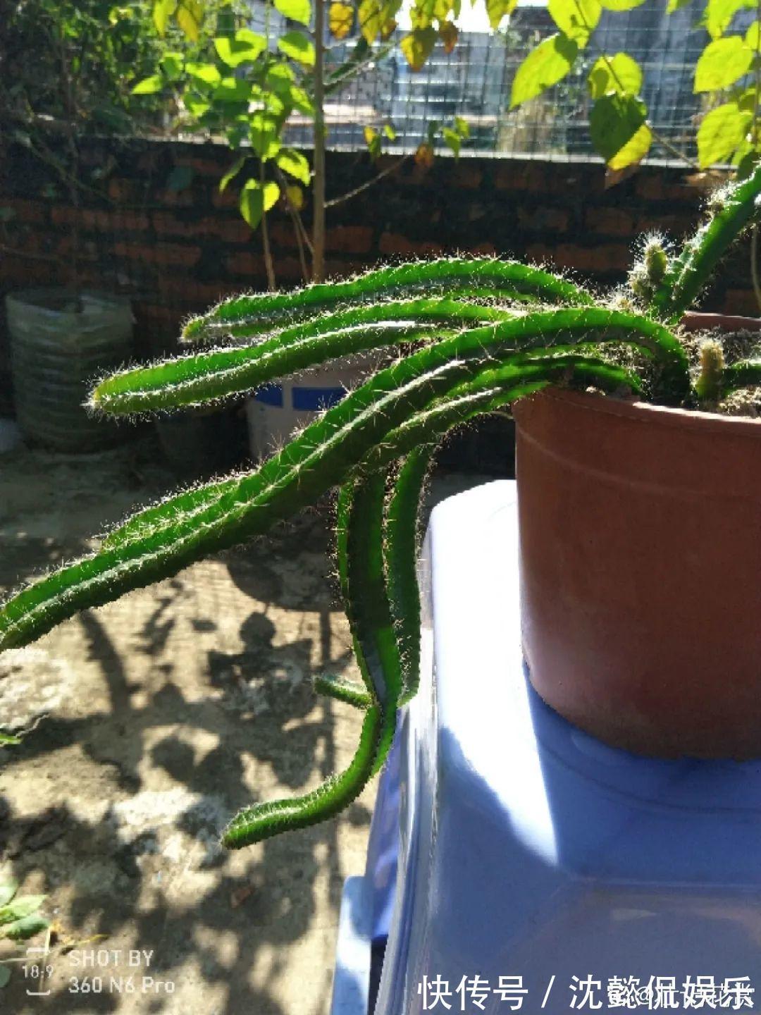 枝条|大粗杆插土里,7天生根,当年结果压弯枝,不用买水果了!