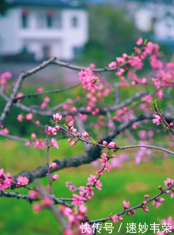 春游黟县丨最美赏花游攻略