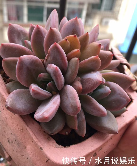 多肉|养多肉的盆土板结硬邦邦不想换盆怎么办一根牙签,一根吸管搞定