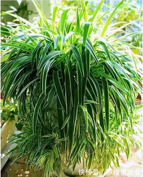 吊兰干尖、长得慢从现在起，1月喂点“黑豆豆”，猛长不停！