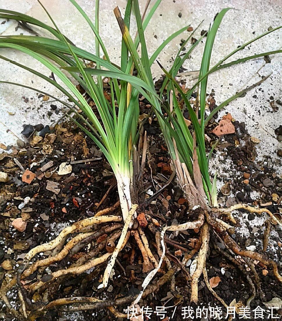 兰花娇气不好养,牢记三不二多,不停爆叶花开刹不住